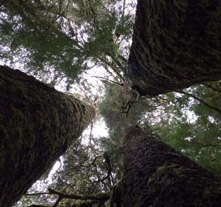 Carmanah Walbran Provincial Park