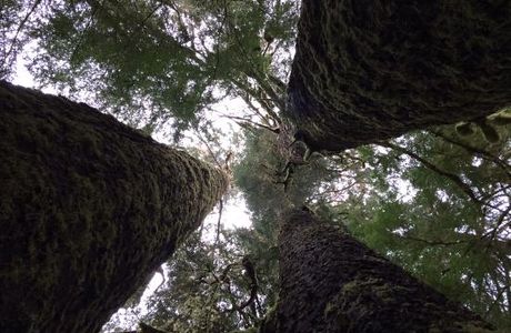 Carmanah Walbran Provincial Park
