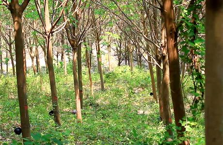 Rubber Plantation, Sipsongpanna
