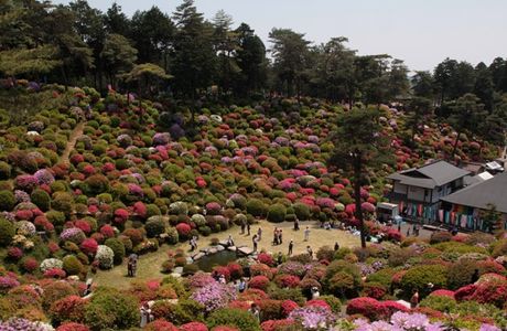 Gaoshan Azalea Garden