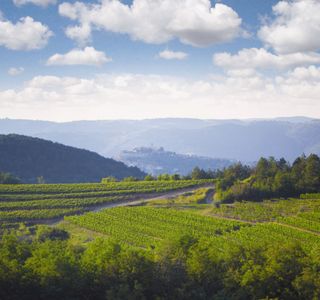 Benvenuti Winery