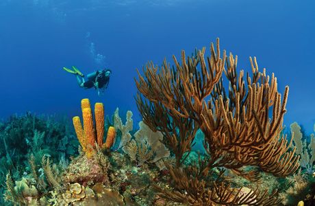 Snapper Reef