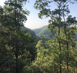 Big Shield Forest Park