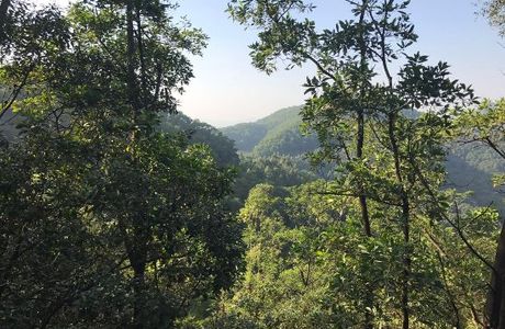 Big Shield Forest Park