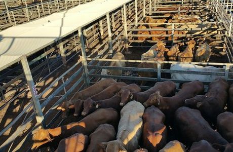 Roma Cattle Saleyards