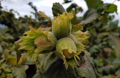 Hazelbrae Hazelnuts