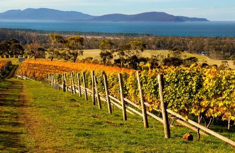 Panorama Vineyard