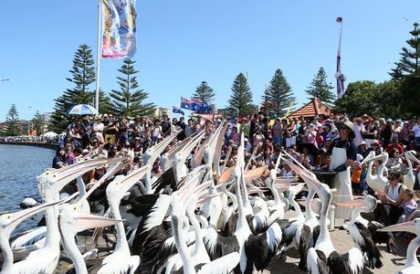 The Entrance Pelican Feed