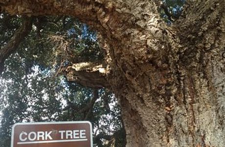Historic Cork Tree