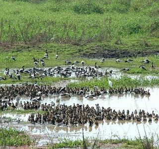 Fogg Dam Conservation Reserve