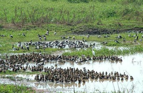 Fogg Dam Conservation Reserve