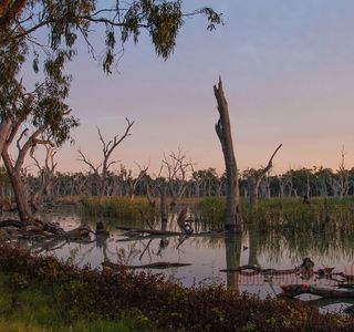 Gum Swamp & Bird Hide
