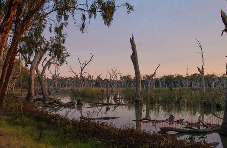 Gum Swamp & Bird Hide