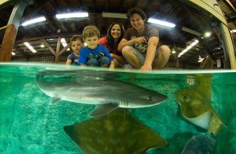 Irukandji Shark & Ray Encounters