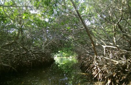 Mangrove Information Center