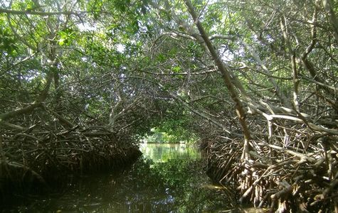Mangrove Information Center 1