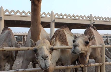 Royal Camel Farm