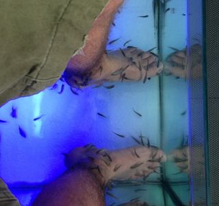 Fish Spa Experience