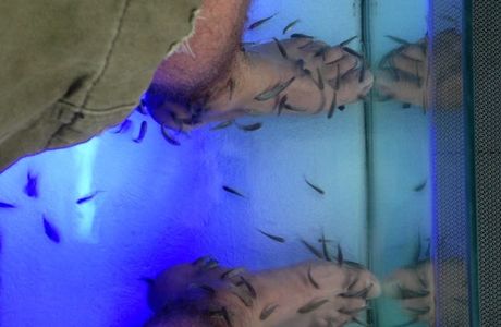 Fish Spa Experience
