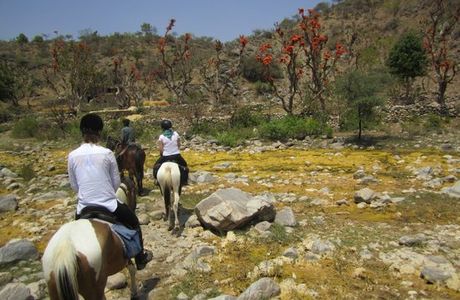 Princess Trails Farm