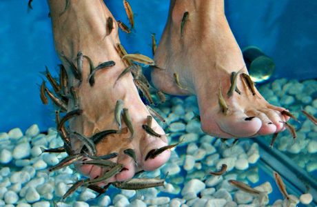 Ara Fish Spa