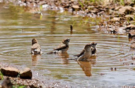 Koyna Wildlife Sanctuary