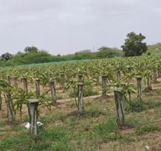 Vasupujya Dragon Fruit Farm