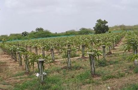 Vasupujya Dragon Fruit Farm