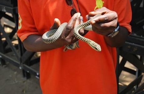 Serpents du Congo
