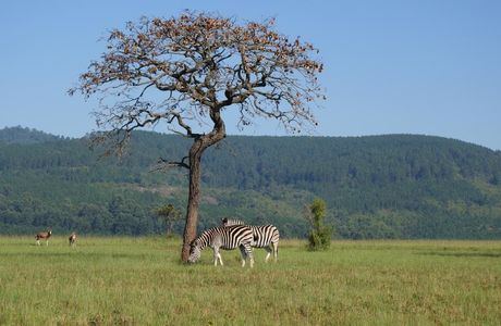 Mlilwane Wildlife Sanctuary