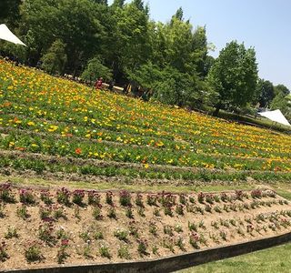 Tondabayashi Savor Farm