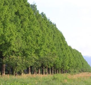 Metasequoia Namiki