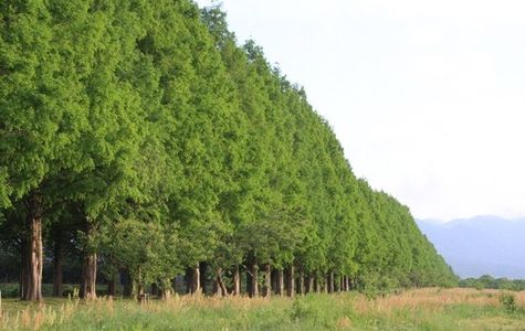 Metasequoia Namiki 1