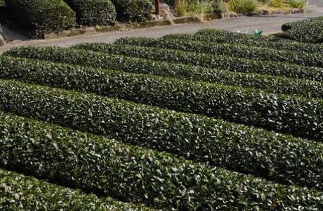 Site of Japan's First Ureshino Tea