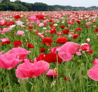 Poppy Happy Square