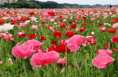 Poppy Happy Square