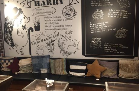 Hedgehog Cafe HARRY, Harajuku
