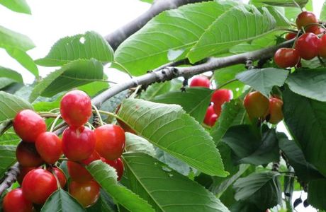 Yamamoto Fruits Farm