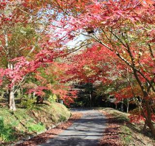 Wachisan Yaso no Forest