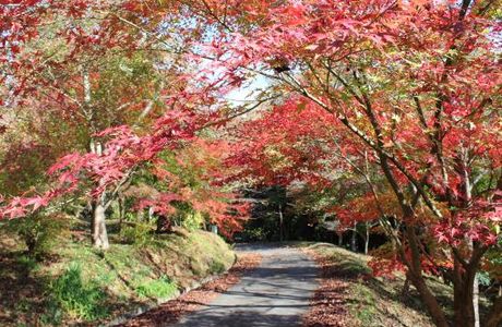 Wachisan Yaso no Forest