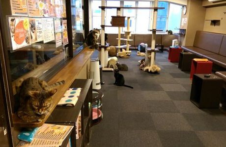 Cat Cafe Coorikuya Shinjuku 3-Chome Jungle