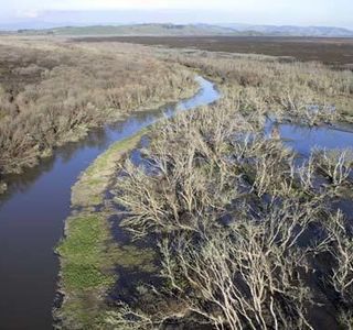 Waikato Wetlands