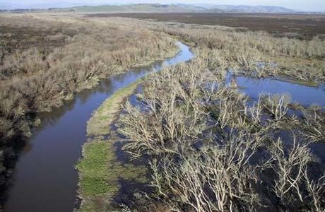 Waikato Wetlands