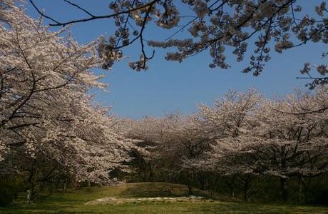 Chomeidate Park