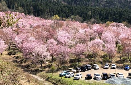 Sakura Pass