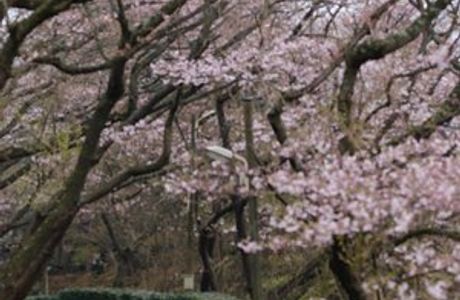 Yaoyorozuyonokami Palace