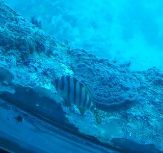 Ashizuri Underwater Aquarium