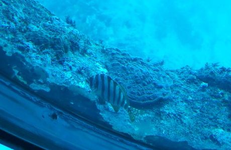 Ashizuri Underwater Aquarium