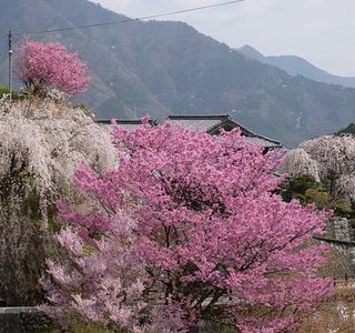 Oishike's Weeping Cherry Blossoms