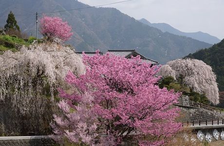 Oishike's Weeping Cherry Blossoms
